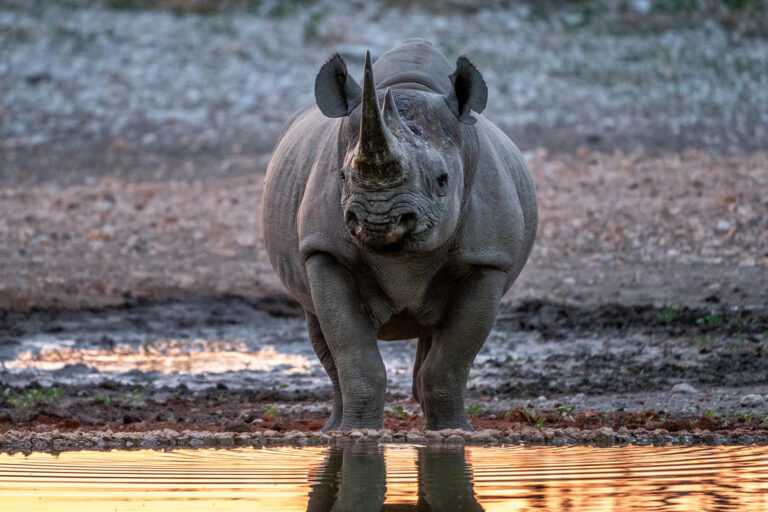 Anderssons Camp – Etosha-Nationalpark – Namibia