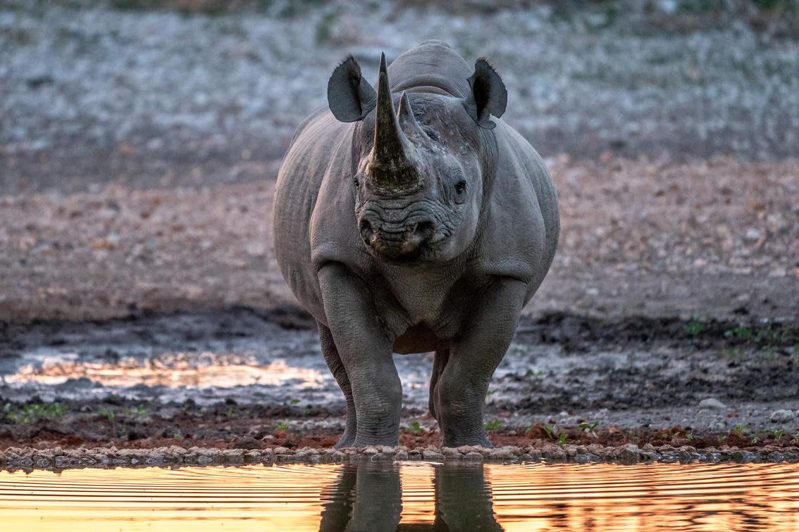 Wildtiere am Etosha-Nationalpark