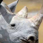 Etosha Camping-Safari