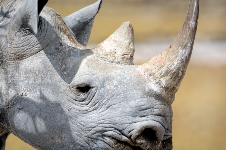 Etosha Camping-Safari