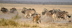 Etosha-Nationalpark