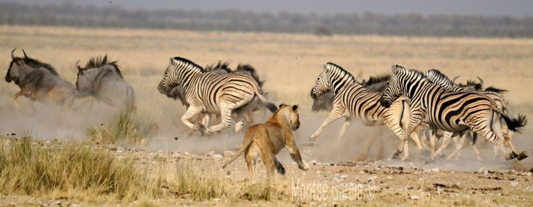 Etosha-Nationalpark