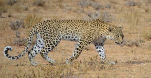Etosha Camping-Safari