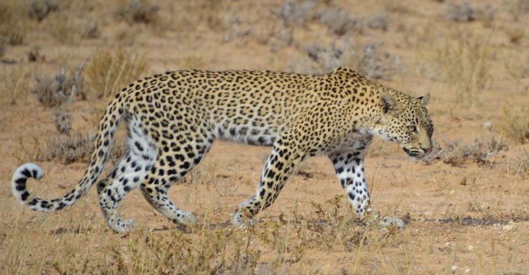 Etosha Camping-Safari