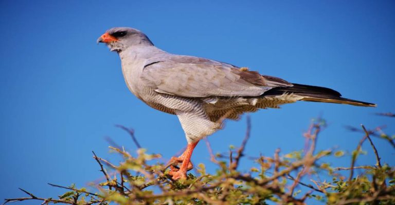 Etosha Camping-Safari