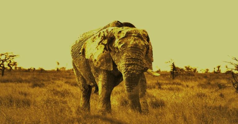 Etosha Camping-Safari