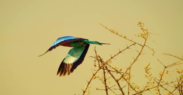 Etosha Camping-Safari
