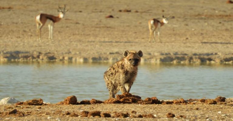 Etosha Camping-Safari