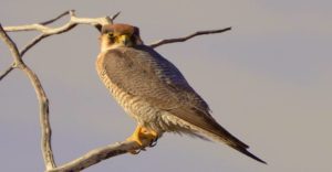 Etosha Camping-Safari