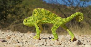 Etosha Camping-Safari