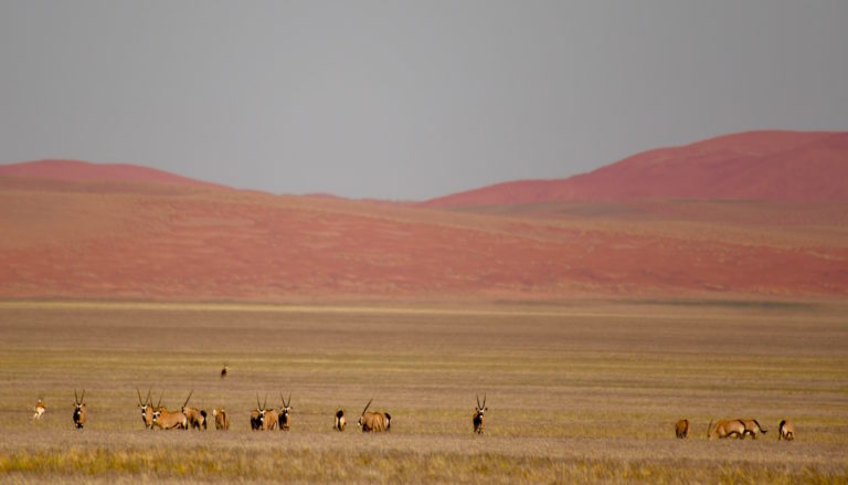 Ultimative Namibia Selbstfahrer-Safari