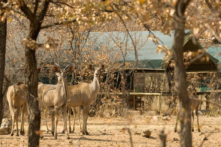 Kudu im Ongava Tented Camp, Etosha-Nationalpark