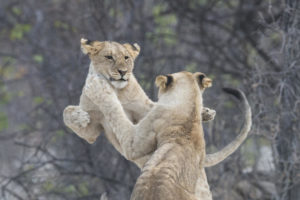 Löwen im Ongava Tented Camp, Etosha-Nationalpark