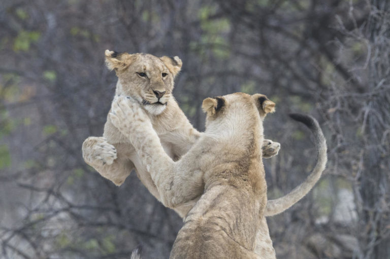 Löwen im Ongava Tented Camp, Etosha-Nationalpark