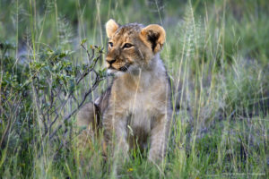 Safari im Onguma-Wildreservat