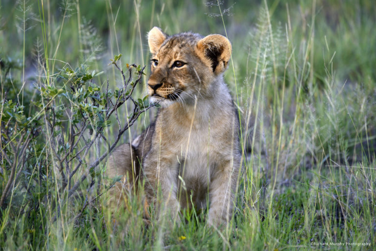 Safari im Onguma-Wildreservat