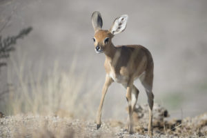 Eindrucksvolle Tierwelt in Ongava, Etosha-Nationalpark