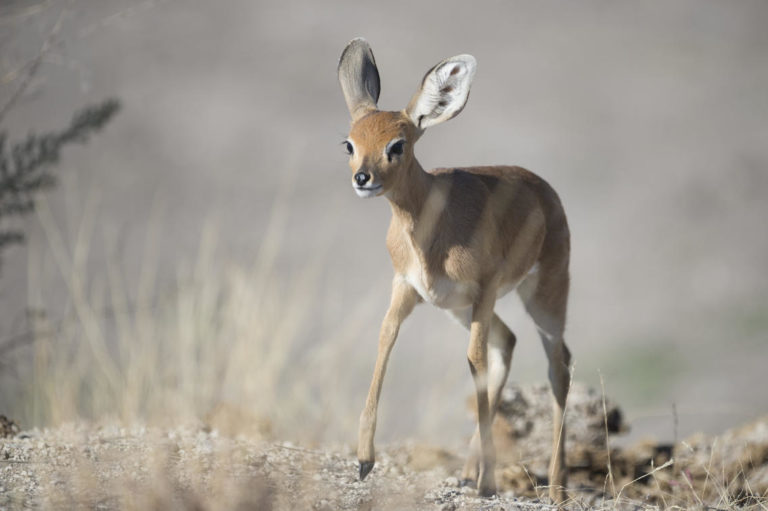 Eindrucksvolle Tierwelt in Ongava, Etosha-Nationalpark