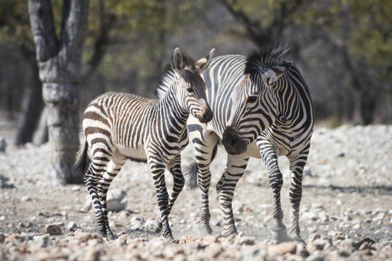 Zebramutter mit Fohlen im Ongava Tented Camp, Etosha-Nationalpark