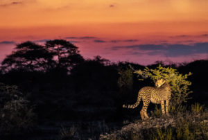Gepard bei Sonnenuntergang im Onguma-Naturreservat, Etosha-Nationalpark, Namibia