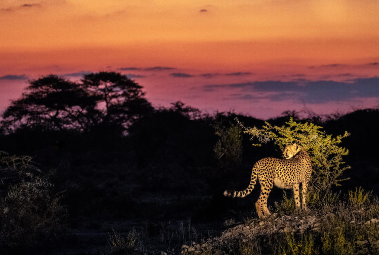 Gepard bei Sonnenuntergang im Onguma-Naturreservat, Etosha-Nationalpark, Namibia