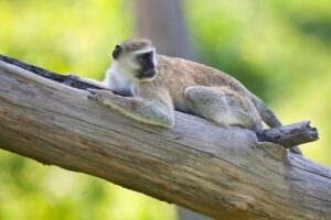 Popa Falls Resort – Etosha-Nationalpark – Namibia