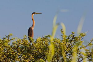 Popa Falls Resort – Etosha-Nationalpark – Namibia