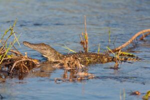 Popa Falls Resort – Etosha-Nationalpark – Namibia