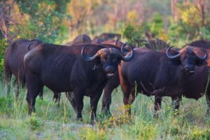 Popa Falls Resort – Etosha-Nationalpark – Namibia