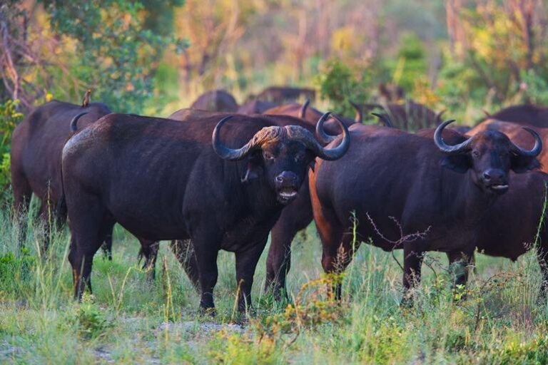 Popa Falls Resort – Etosha-Nationalpark – Namibia
