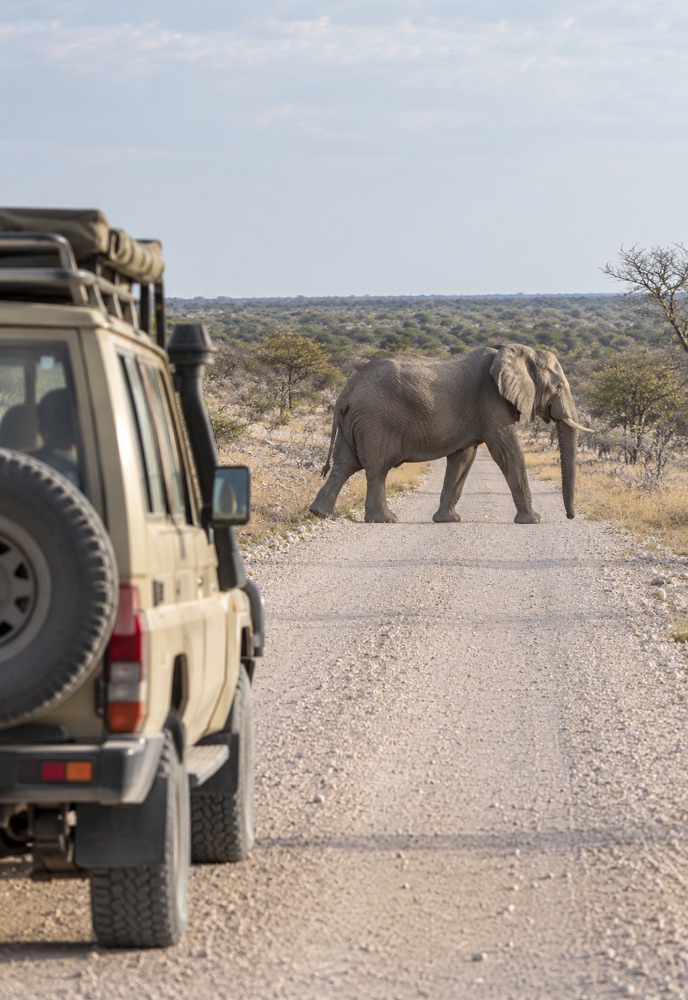 Safarifahrzeug wartet, während ein Elefant eine Straße in Etosha überquert