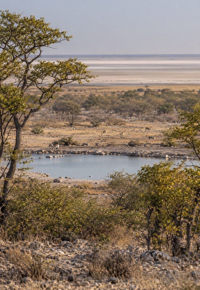 Wasserloch und Buschland in Etosha mit Blick auf die helle Salzpfanne